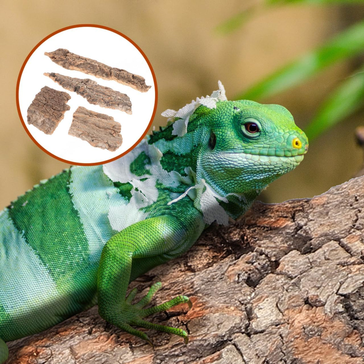 4Pcs Reptile Tree Bark Reptile Hides: Natural Wood Cork Bark Gecko Hide Small Climbing Barks Terrarium Decor Lizard