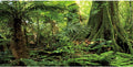 36x18 in Terrarium Backdrop Green Forest Tree Reptile Habitat Background