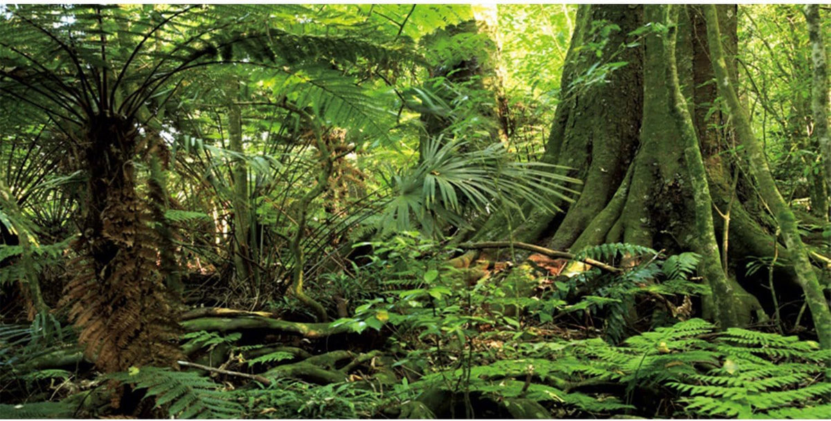 36x18 in Terrarium Backdrop Green Forest Tree Reptile Habitat Background