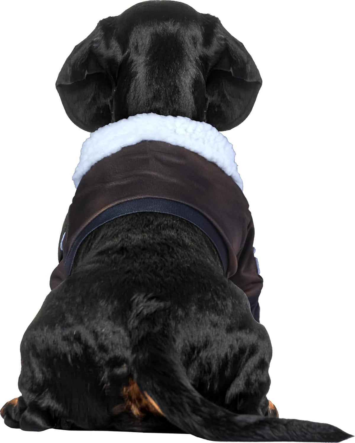 Top Gun: Maverick Pet Costume for For Dogs or Cats by Rubies, Large