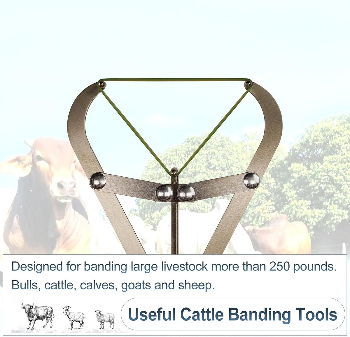 Cattle Banding Tools Large Bander and 24pcs Large Rings Kit for Farm Ranch Calves Bull Sheep Goat