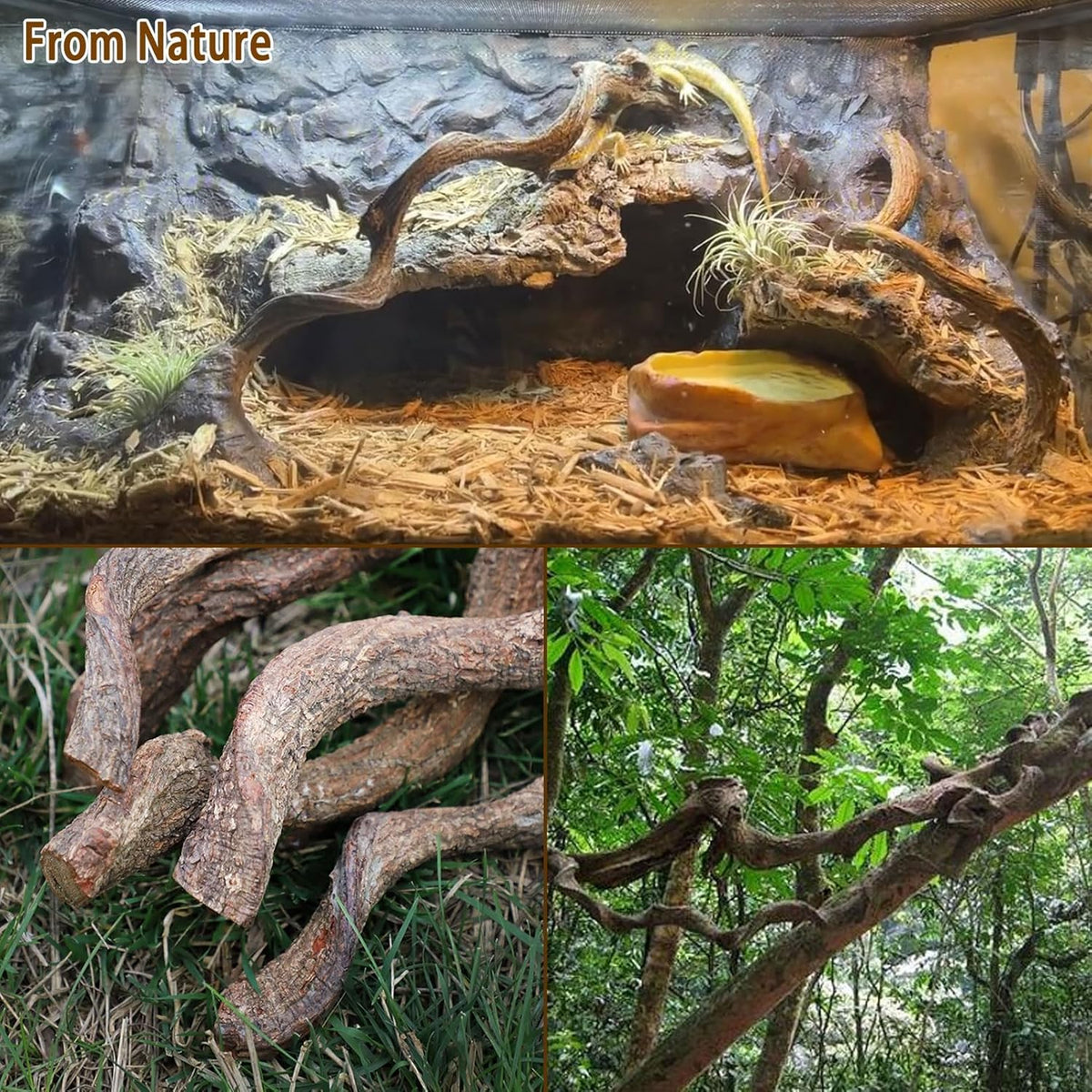 Reptile Decor 4PCS Natural Forest Branch Terrarium Habitat Wood Decoration Lizard Climbing Tree Branch for Bearded