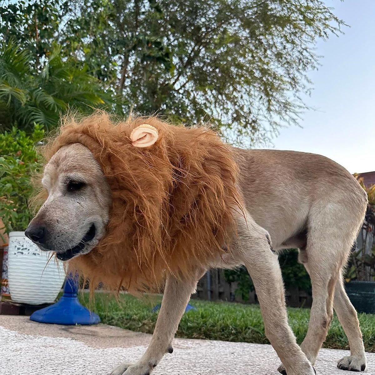 Halloween Realistic & Funny Lion Mane for Dog Costumes for Medium Large Dogs
