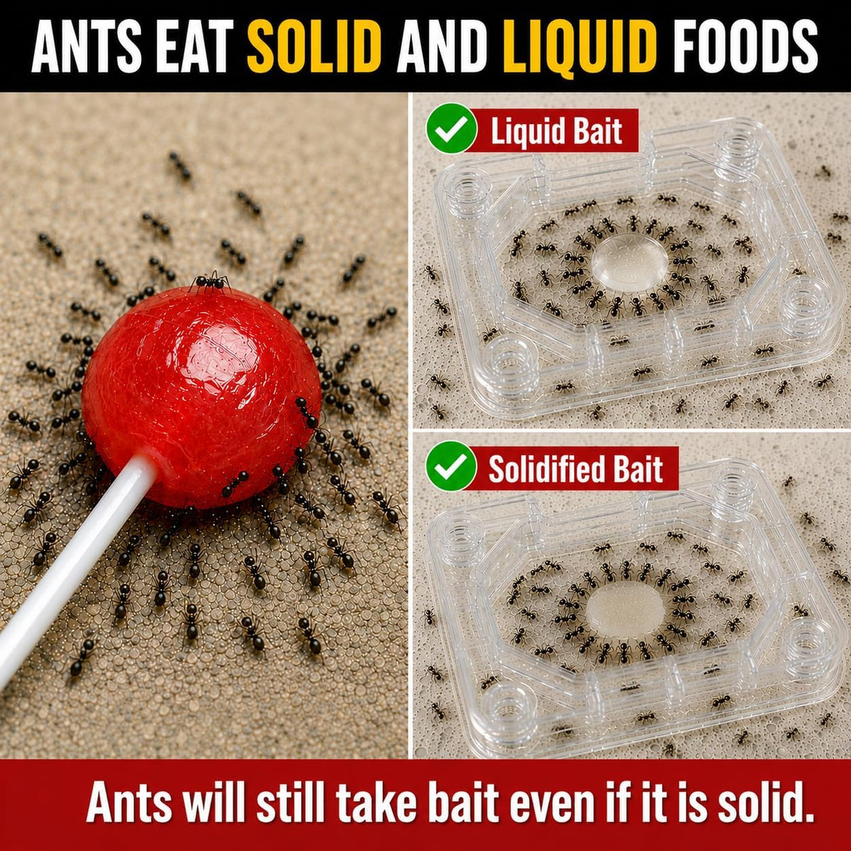 Defiant Reusable Ant Traps Indoor Refill (16 Pack), Bait NOT Included – Bait Stations that Hold Liquid Ant Killer –