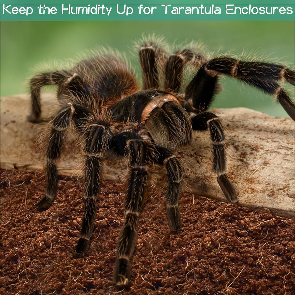 2 Pack Compressed Coconut Fiber Substrate for Reptiles