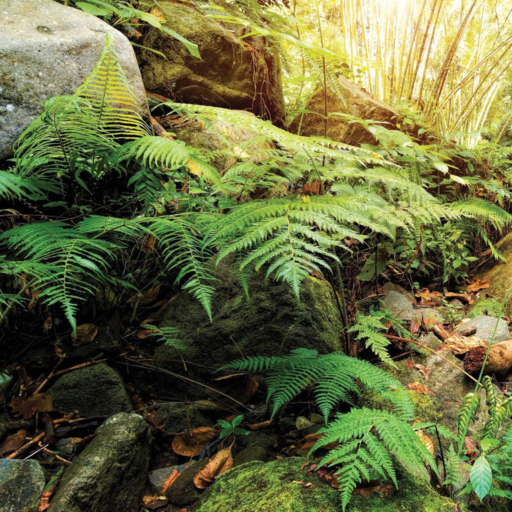 Galápagos (05400) Terrarium Background Clings, 11.125" x 36", Woodland