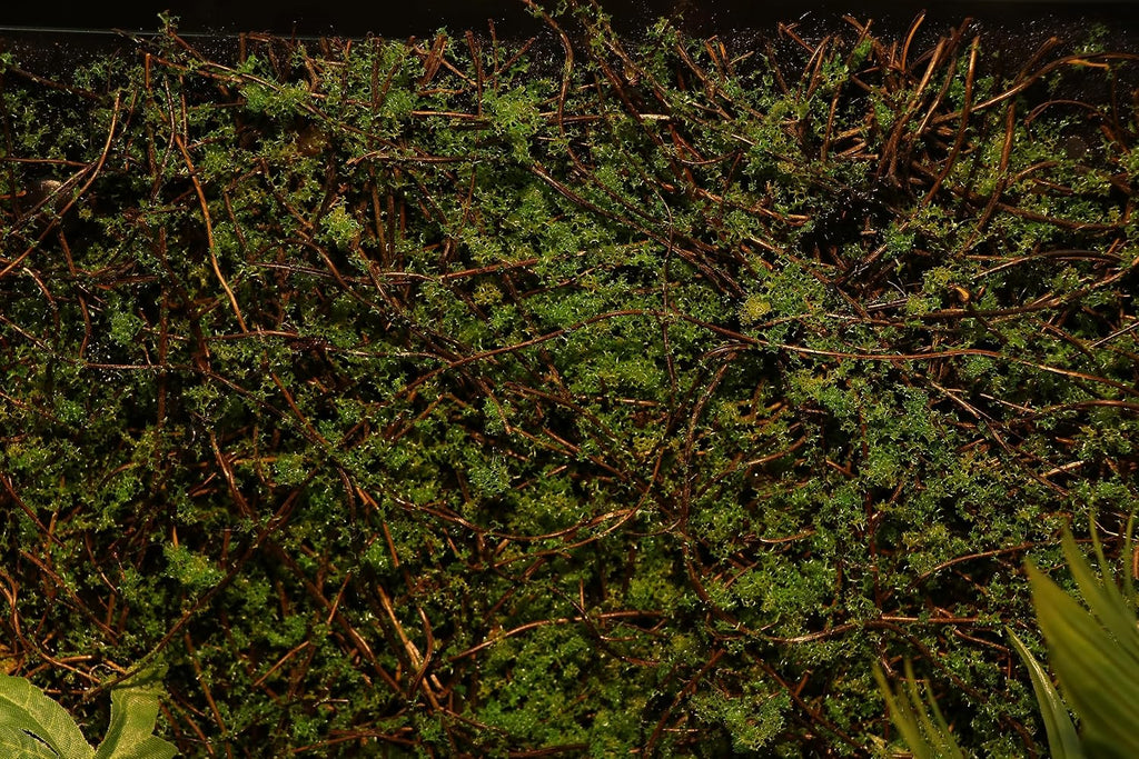 Terrarium Moss Background Backdrop Wall Reptile Cage Decoration